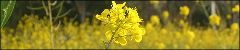 Picture of Yellow Flowers